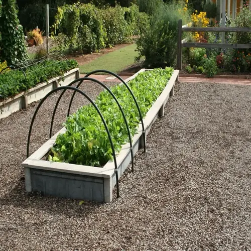 raised lettuce garden bed with protective hoops in a garden, surrounded by gravel paths and greenery