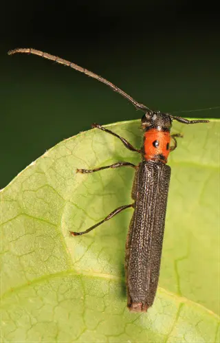 raspberry cane borer (oberea perspicillata) on a leaf - destructive pest of raspberry canes (cane borers)