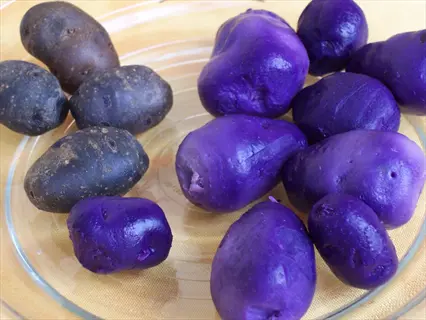 raw purple majesty potatoes on a glass plate: deep purple tubers with earthy skin textures, some whole and some halved to show interior color