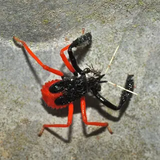 red and black assassin bug nymph (reduviidae) preying on an ant on a stone surface. assassin bugs are natural predators of stink bugs, making them beneficial garden allies (assassin bug stink bug ecological role)