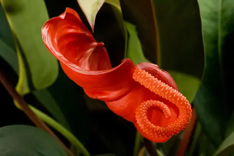 red anthurium scherzerianum pigtail flower with distinctive curled spadix against green foliage