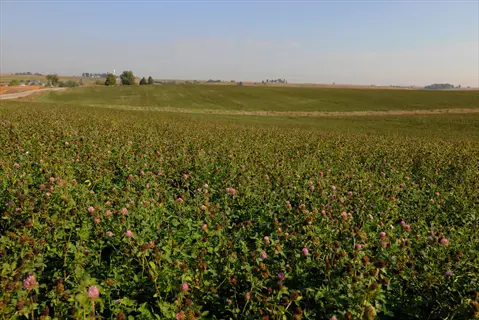 red clover field in bloom with rural landscape, road, and distant farms under partly cloudy sky