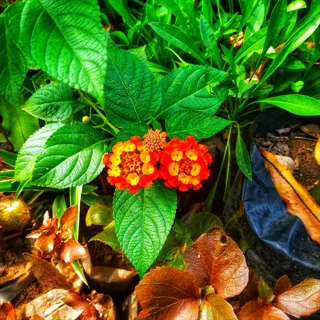 red flowering lantana bush with vibrant clusters of red-orange blooms among green foliage