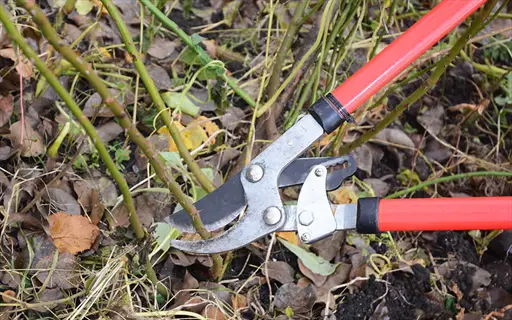 red-handled loppers pruning thorny rose canes in a garden bed with fallen leaves; essential rose bush maintenance