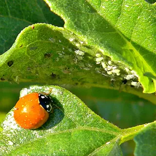 red ladybug with black spots hunting aphids on a green leaf in a garden, demonstrating natural pest control (ladybug aphids leaf interaction)