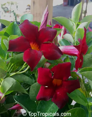 red mandevilla container with vibrant trumpet-shaped flowers and glossy green leaves