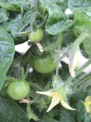 red robin tomato plant with unripe green fruits and yellow flowers, showcasing dense foliage in a close-up view