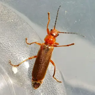 red soldier beetle (cantharidae family) on a clear surface, representing beneficial garden insects whose larvae may occasionally prey on soft-bodied pests like aphids (soldier beetle aphids interaction)