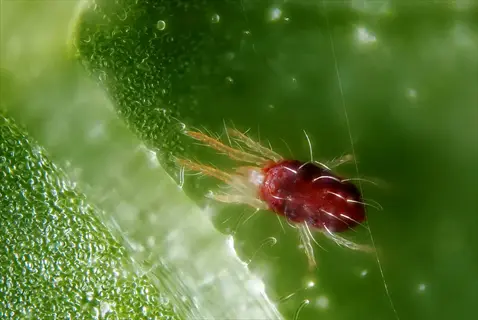 red spider mite (adult) on leaf surface - destructive pest of raspberry plants requiring organic management (spider mites)