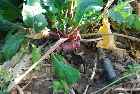red turnips (similar to scarlet queen variety) growing in a garden bed with lush green foliage and dry soil