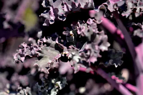 redbor kale plant showcasing deeply ruffled, dark purple-red leaves with color gradients from burgundy to violet on textured stems in a garden