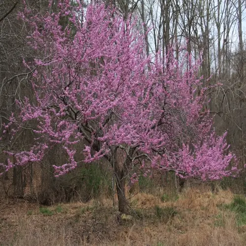 redbud tree blooming with pink flowers in spring forest setting