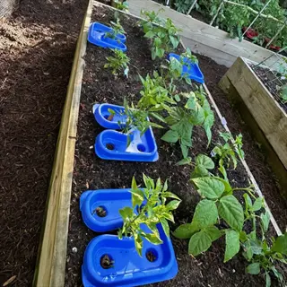 reflective mulch vegetable garden in a raised bed with green bean plants and blue planting aids