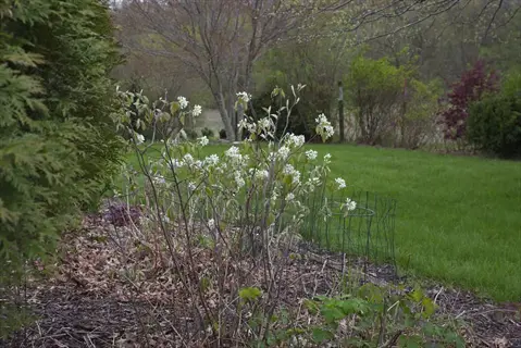 regent serviceberry shrub in bloom with white flowers, garden backdrop with lawn and trees