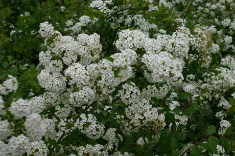 renaissance spirea flowering: dense clusters of white blooms on green foliage