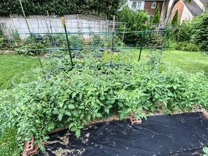 residential backyard vegetable garden with tomato plants on supports, featuring a garden weed barrier (landscape fabric) in the foreground and wooden fence in the background