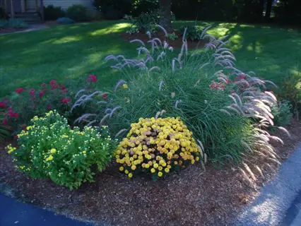 residential garden featuring karley rose grass, yellow mums, and red flowers with mulch bedding