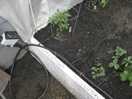residential raised bed garden with installed raised bed irrigation system (drip lines and control unit), showing young tomato plants on cages and strawberry plants in soil