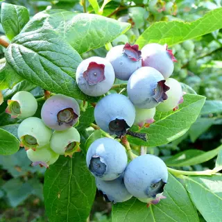 ripe and unripe blueberry bush fruit growing on green leafy branches in sunlight
