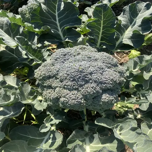 ripe broccoli garden featuring a mature head of broccoli surrounded by lush green leaves under sunlight