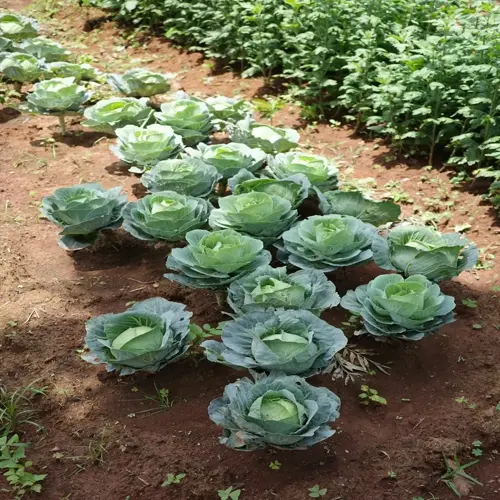 ripe cabbage garden featuring multiple healthy cabbages growing in fertile soil under sunlight
