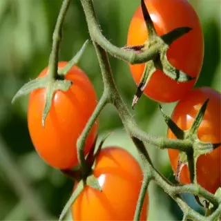 ripe cherry tomatoes growing on a plant in a garden