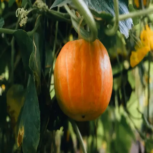 ripe pumpkins growing on vine with green leaves in a garden