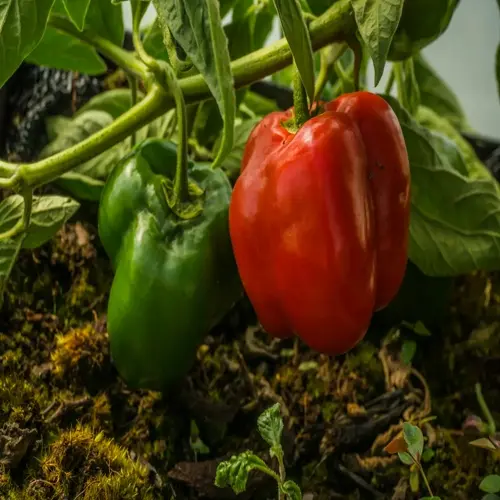 ripe red bell pepper and green bell pepper growing on a plant in a garden bed with mossy soil