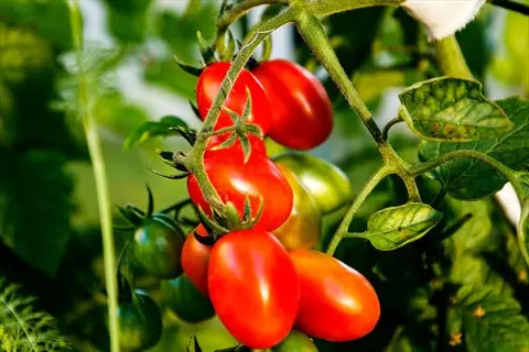ripe red cherry tomatoes growing on the vine in a garden, surrounded by lush green tomato plants and unripe fruits