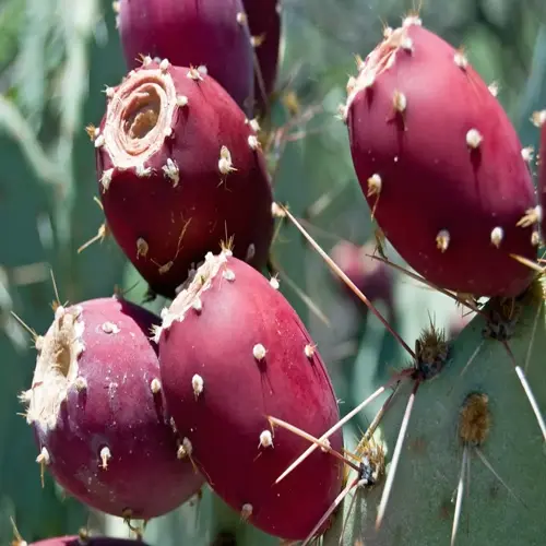 ripe red prickly pear cactus fruit growing among green pads and long spines