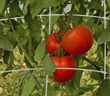ripe red tomatoes growing on healthy tomato plants in a garden, supported by white trellis netting