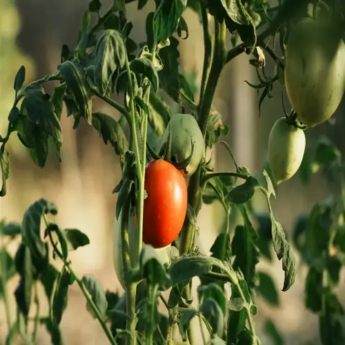 ripe tomatoes on vine with green unripe tomatoes growing on plant