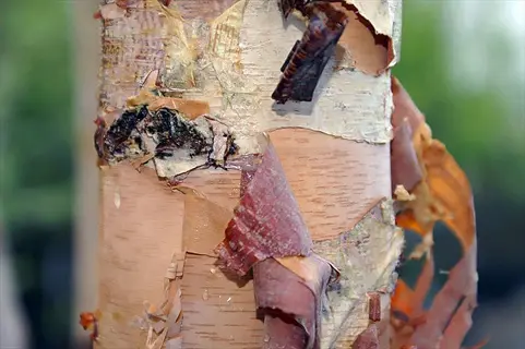 river birch tree trunk showing characteristic peeling bark patterns in a natural setting