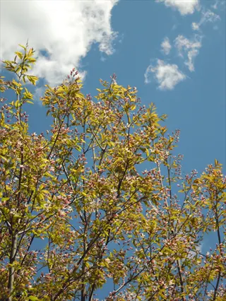 robin hill serviceberry pink flowering tree branches against blue sky with white clouds