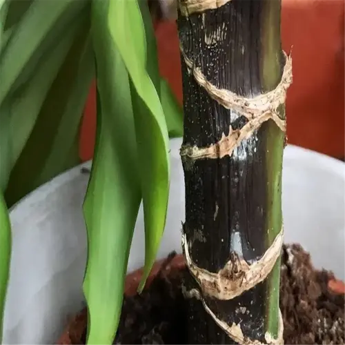 root rot plant treatment example on a potted plant