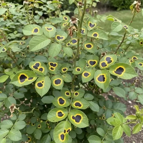 rose bush leaves infected with black spot disease, showing yellow-edged black spots