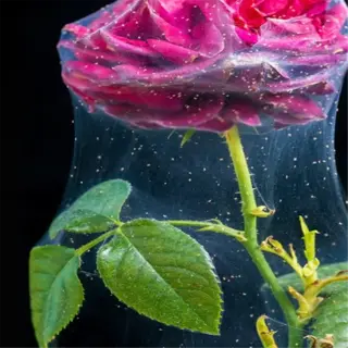 rose flower and leaves affected by spider mite damage