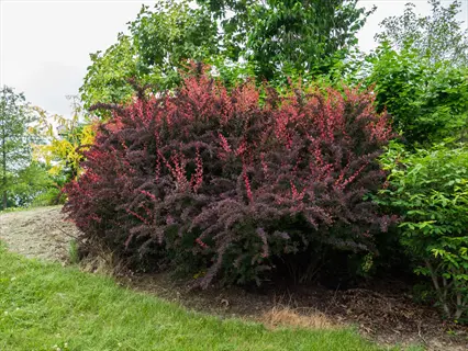 rose glow barberry foliage featuring distinctive reddish-purple leaves with white variegation