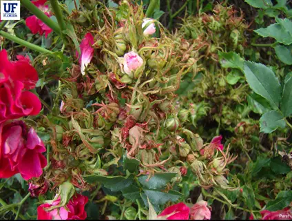 rose plant infected with plant rosetting deficiency (rose rosette disease) showing distorted flower buds and abnormal growth. includes 'uf florida' and 'paret' academic attribution text