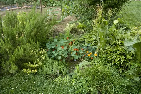 rosemary sage garden featuring tall rosemary plants, broad-leaf sage, vibrant nasturtium flowers, and diverse greenery in a sunlit backyard garden