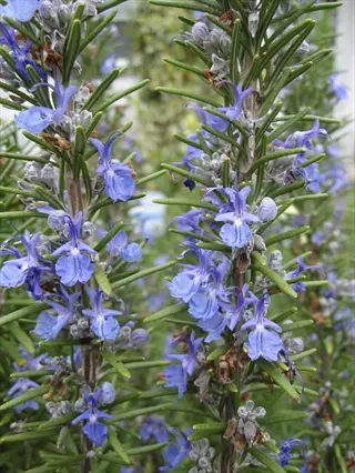 rosemary thriving in full sun: dense clusters of vibrant blue flowers on upright green stems with aromatic needle-like foliage under bright natural light