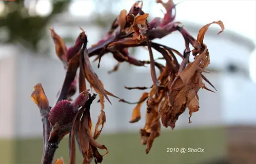 rotten plant stem showing decayed brown tissue, withered leaves, and watermark '2010 @ shoox' with blurred outdoor background