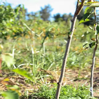 row of sapling rootstock setup in an orchard