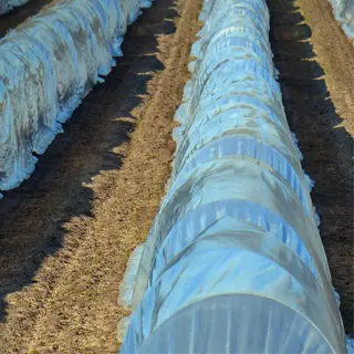 rows of clear plastic row covers in a field for crop protection