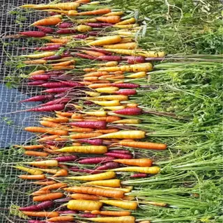 rows of colorful carrots laid out on a shaded surface