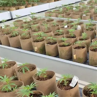 rows of fabric pots with young plants in a greenhouse setting