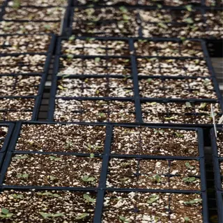 rows of germination trays with young seedlings sprouting from the soil