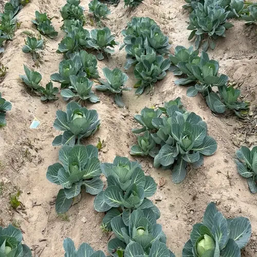 rows of growing cabbage in a garden, ready for harvest