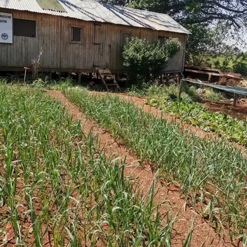 rows of leek plants in a rural garden with a rustic wooden building in the background