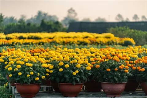 rows of marigolds in pots showcasing vibrant yellow and orange blooms in a lush garden field under overcast sky
